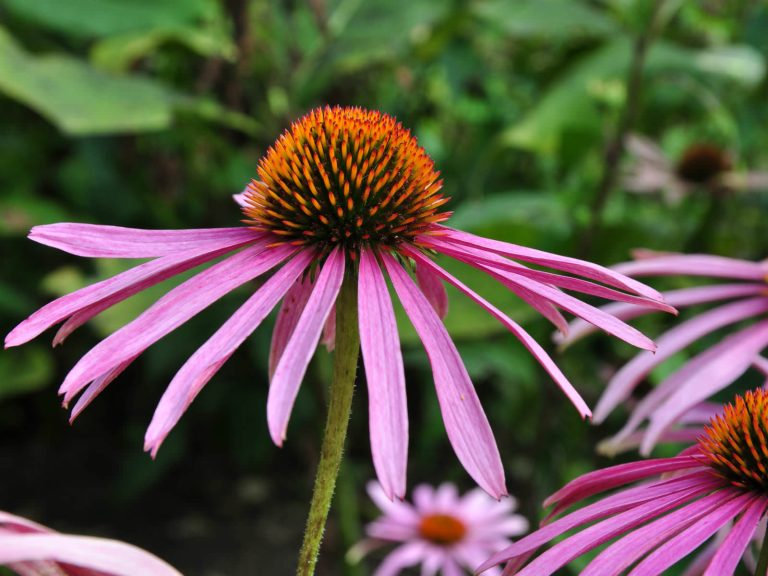 Complete Guide to Purple Coneflower – Echinacea purpurea