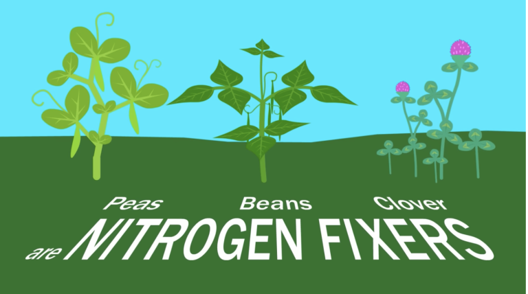 Understanding Our Soil: The Nitrogen Cycle, Fixers, and Fertilizer