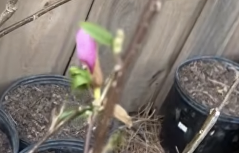 The Magnolias Are Blooming!