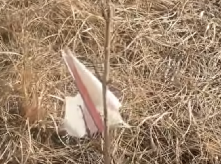 Are My Mock Oranges… Mocking Me?